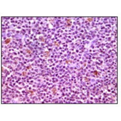 Induced Myeloid Leukemia Cell Differentiation Protein (MCL1) Antibody