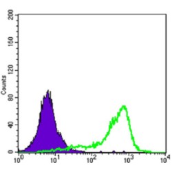 CREB Regulated Transcription Coactivator 1 (CRTC1) Antibody