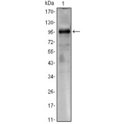 Western blot analysis using CRTC1 antibody against CRTC1 (AA: 1-353) -hIgGFc transfected HEK293 cell lysate.