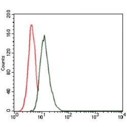 Thrombopoietin (THPO) Antibody