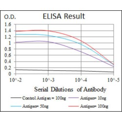 Frizzled Homolog 5 (FZD5) Antibody