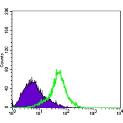 Metadherin (MTDH) Antibody