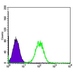 Apoptosis Signal Regulating Kinase 1 (MAP3K5) Antibody