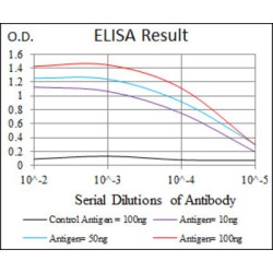 Moesin (MSN) Antibody