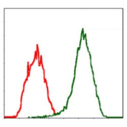 Moesin (MSN) Antibody