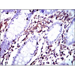 Moesin (MSN) Antibody