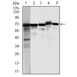 Moesin (MSN) Antibody