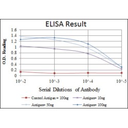 Heat Shock Protein 90kDa Alpha B1 (HSP90AB1) Antibody