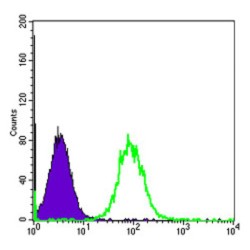 Heat Shock Protein 90kDa Alpha B1 (HSP90AB1) Antibody