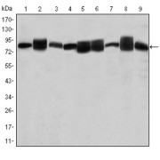 Western blot analysis using HSP90AB1 antibody against Jurkat (1), A431 (2), Hela (3), A549 (4), HEK293 (5), K562 (6), NIH/3T3 (7), PC-12 (8) and Cos7 (9) cell lysate.