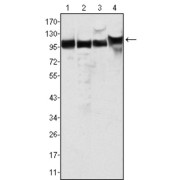 Western blot analysis using MSH2 antibody against Hela (1), A549 (2), A431 (3) and HEK293 (4) cell lysate.