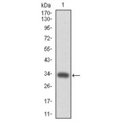 Western blot analysis using MPL antibody against human MPL (AA: 307-362) recombinant protein. (Expected MW is 32.2 kDa).