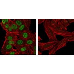 Homeobox Protein NANOG (NANOG) Antibody