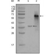 Western blot analysis using NCOA3 antibody against truncated Trx-NCOA3 recombinant protein (1) and truncated NCOA3 (aa1-200) -hIgGFc transfected CHOK1 cell lysate (2).