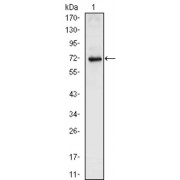 Western blot analysis using NKX2.5 antibody against full-length NKX2.5 (aa1-324) -hIgGFc transfected HEK293 cell lysate (1).