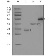 Western blot analysis using PEG10 antibody against truncated Trx-PEG10 recombinant protein (1),truncated GST-PEG10 (aa1-120) recombinant protein (2) and full-length PEG10 (aa1-325) -hIgGFc transfected CHO-K1 cell lysate (3).