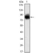 Western blot analysis using KLHL21 antibody against human KLHL21 (AA: 250-597) recombinant protein. (Expected MW is 64.4 kDa).