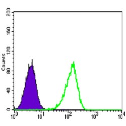 Coactivator-Associated Arginine Methyltransferase 1 (CARM1) Antibody