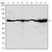 Western blot analysis using CARM1 antibody against MCF-7 (1), Hela (2), NIH/3T3 (3), HL-60 (4), LNcap (5), Jurkat (6), PC-3 (7), Cos7 (8), and PC-12 (9) cell lysate.