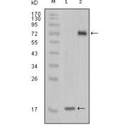 Western blot analysis using STYK1 antibody against truncated STYK1 recombinant protein (1) and STYK1 (aa47-422) -hIgGFc transfected CHO-K1 cell lysate (2).