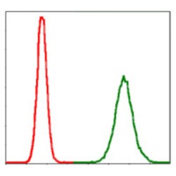 Protein Phosphatase 2A Activator, Regulatory Subunit 4 (PPP2R4) Antibody