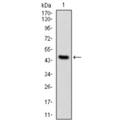 Western blot analysis using PPP2R4 antibody against human PPP2R4 (AA: 1-154) recombinant protein. (Expected MW is 41 kDa).