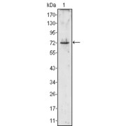 Western blot analysis using PRTN3 antibody against PRTN3 (aa28-256) -hIgGFc transfected HEK293 cell lysate (1).