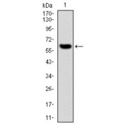 Western blot analysis using MMP3 antibody against human MMP3 (AA: 189-441) recombinant protein. (Expected MW is 54 kDa).