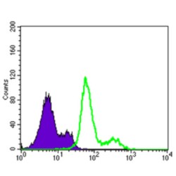 Pyruvate Dehydrogenase Kinase Isozyme 1 (PDK1) Antibody