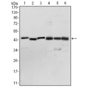 Western blot analysis using PDK1 antibody against NIH/3T3 (1), Hela (2), Jurkat (3), HepG2 (4), PC-12 (5), and Cos7 (6) cell lysate.