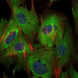 Baculoviral IAP Repeat-Containing Protein 5 (BIRC5) Antibody