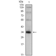 Western blot analysis using SYP antibody against rat brain tissue lysate.