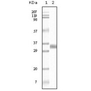 Western blot analysis using TGF beta1 antibody against truncated TGF beta1 recombinant protein.