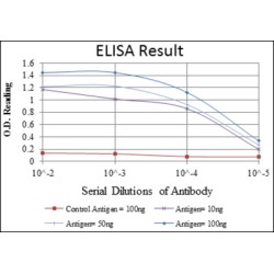 Cystatin C (CST3) Antibody