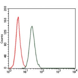 Proto-Oncogene C-Fos (FOS) Antibody