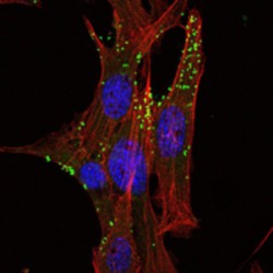 Kelch Like Family Member 1 (KLHL1) Antibody