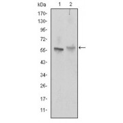 Western blot analysis using ABCG2 antibody against NIH/3T3 (1) and Cos7 (2) cell lysate.