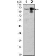 Western blot analysis using UBE1L antibody against Raji (1) and THP-1 (2) cell lysate.