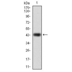 Ras-Related Protein Rap-1A (RAP1A) Antibody