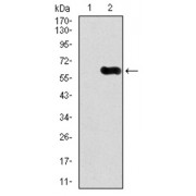 Western blot analysis using CAMK4 antibody against human CAMK4 recombinant protein. (Expected MW is 54.8 kDa).