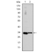 Western blot analysis using CCND3 antibody against NIH/3T3 (1) and Jurkat (2) cell lysate.