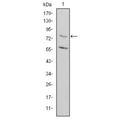 Methylenetetrahydrofolate Reductase (MTHFR) Antibody