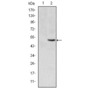 Western blot analysis using MTHFR antibody against Rat Heart cell lysate.