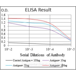 Argininosuccinate Synthase (ASS1) Antibody