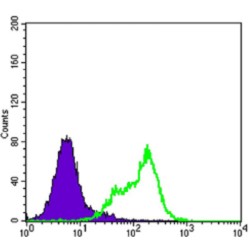 THAP Domain Containing 11 (THAP11) Antibody