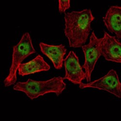 THAP Domain Containing 11 (THAP11) Antibody