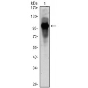 Western blot analysis using ARNTL antibody against ARBTL (AA: 1-310) -hIgGFc transfected HEK293 cell lysate.