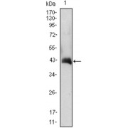 Western blot analysis using CSF2 antibody against CSF2 (AA: 18-144) -hIgGFc transfected HEK293 cell lysate.