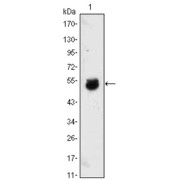 Western blot analysis using BMP4 antibody against BMP4-hIgGFc transfected HEK293 cell lysate.