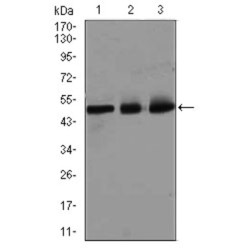 E2F Transcription Factor 1 (E2F1) Antibody